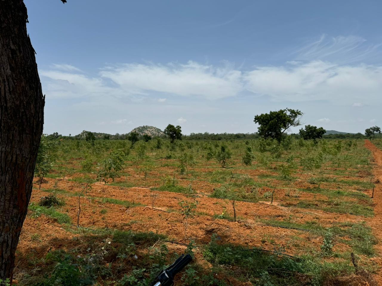 Native saplings established on forest land