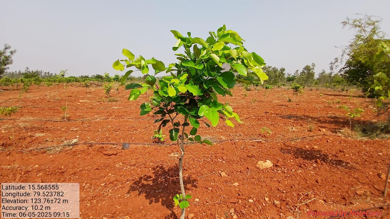 Eco-tourism park greening underway