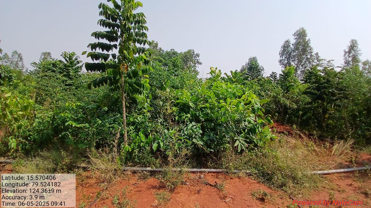 Reserve forest restoration — dense native planting