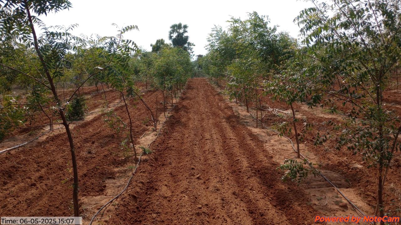 Urban Nagaravanam forest near Bapatla